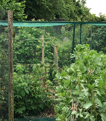 Image of 5m x 10m* Bird Netting Green Woven Garden
